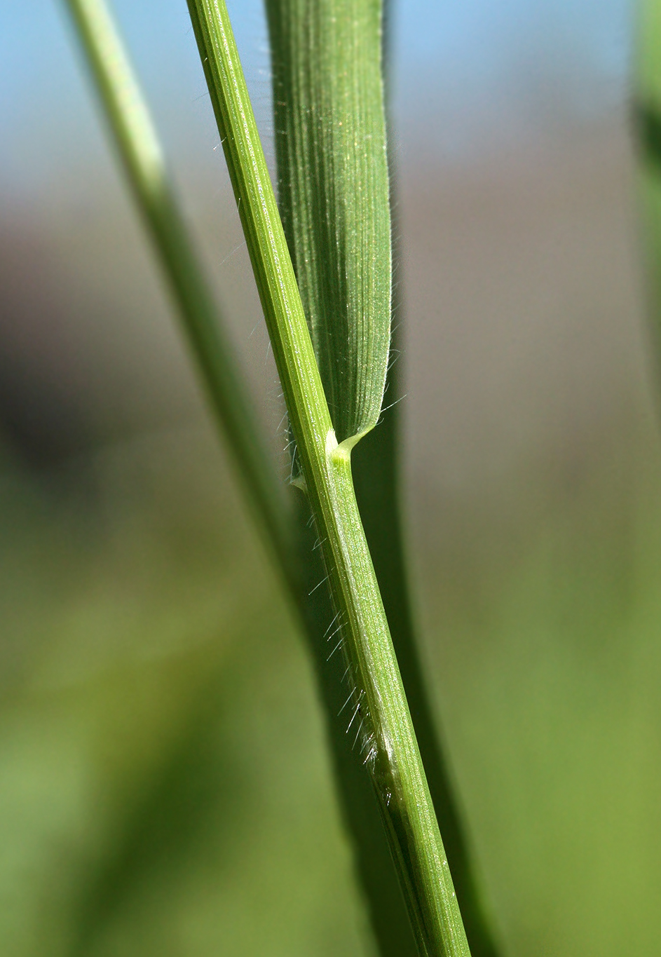 Изображение особи Trisetum flavescens.