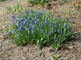 Muscari botryoides. Цветущие растения. Иркутск, в культуре. 19.05.2015.