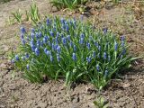 Muscari botryoides