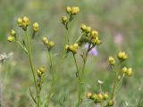 Filifolium sibiricum. Верхушки отцветшего растения. Иркутская обл., Усть-Ордынский р-н, гора Булен. 14.08.2014.