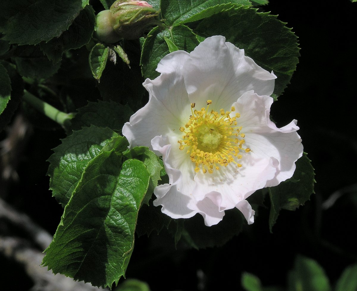 Изображение особи род Rosa.