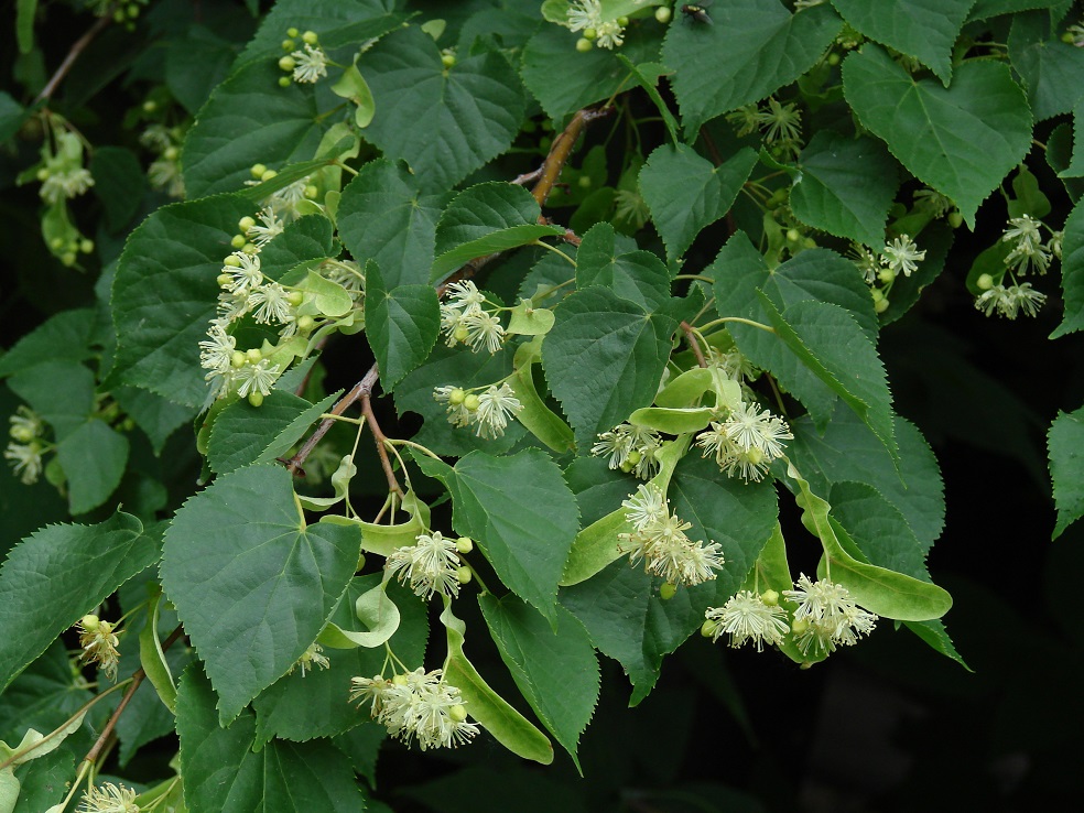 Image of Tilia cordata specimen.