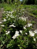 Anemone sylvestris. Цветущие растения. Иркутск, Ботанический сад ИГУ, малый дендрарий, цветники. 30.05.2014.
