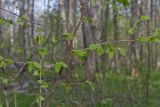 Corylus avellana