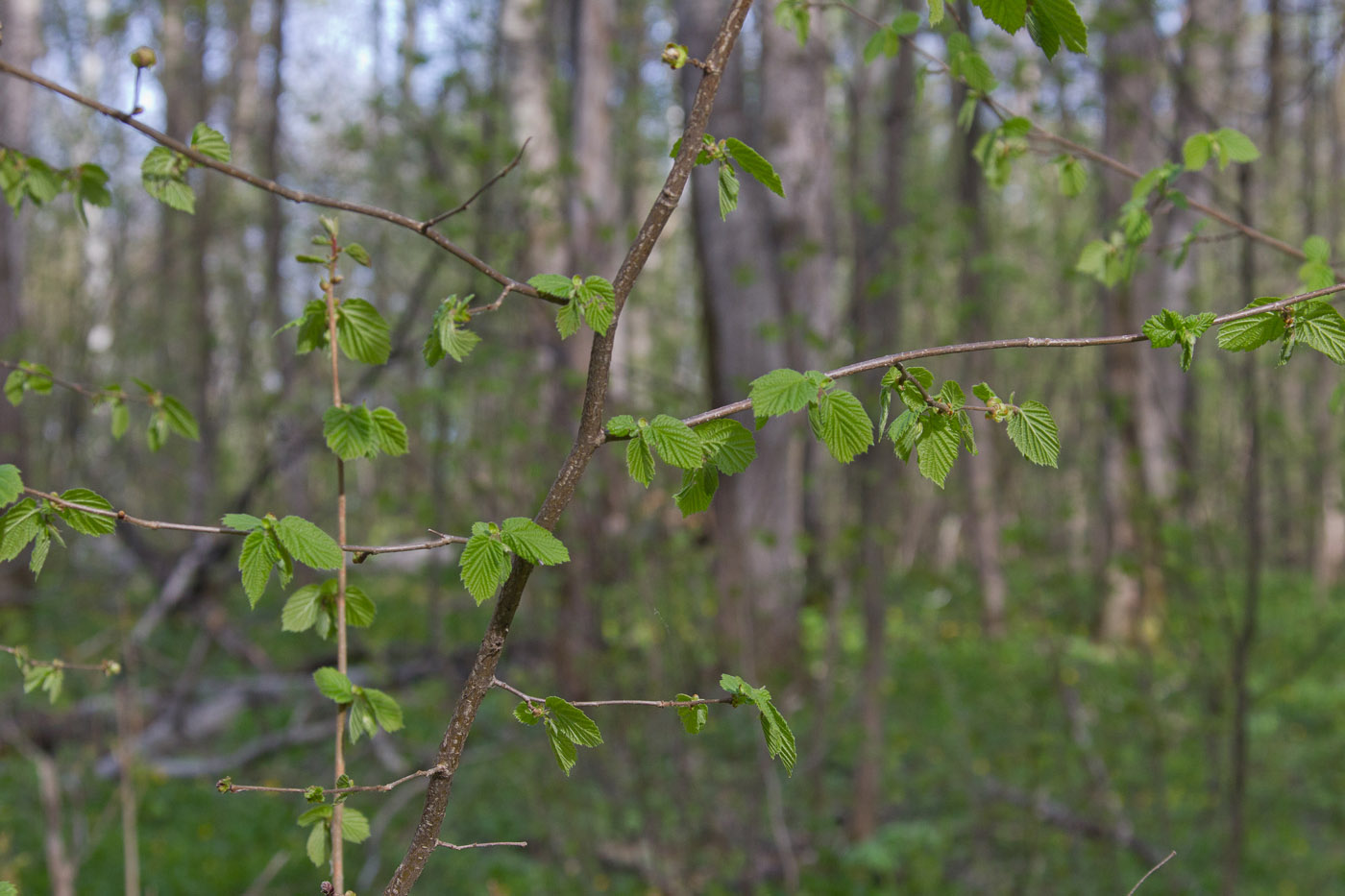 Изображение особи Corylus avellana.