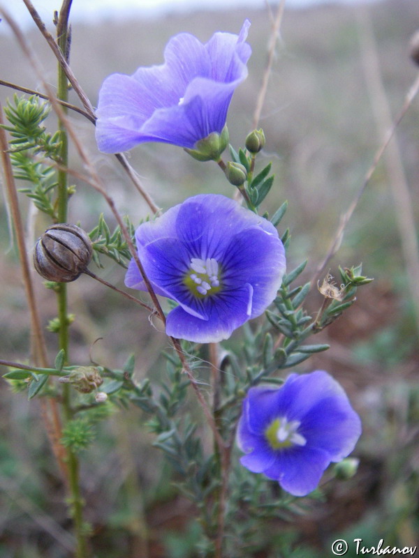 Image of Linum austriacum specimen.