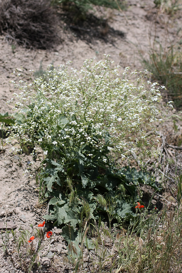 Изображение особи Crambe orientalis.