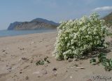 Crambe maritima