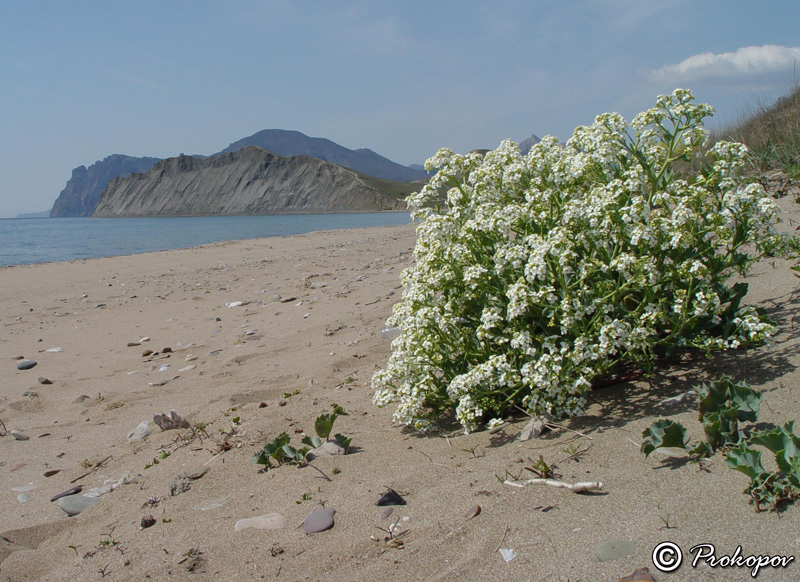 Image of Crambe maritima specimen.