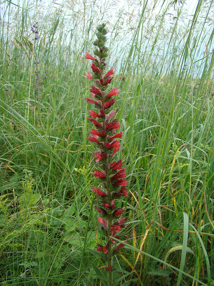 Изображение особи Echium russicum.