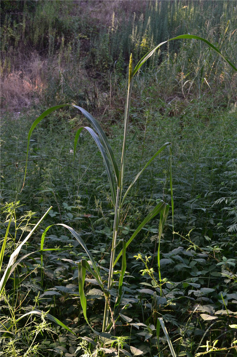 Image of genus Sorghum specimen.