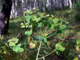 Euphorbia gmelinii. Верхушка отплодоносившего растения. Челябинская обл., окр. г. Челябинск, Золотая горка, небольшая влажная низинка в берёзовом лесу. 21.08.2015.