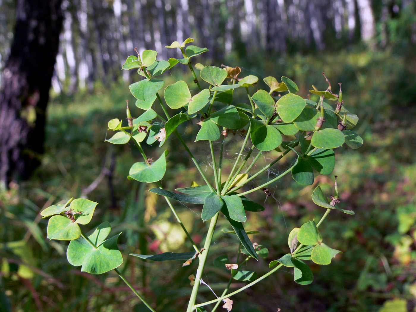 Image of Euphorbia gmelinii specimen.