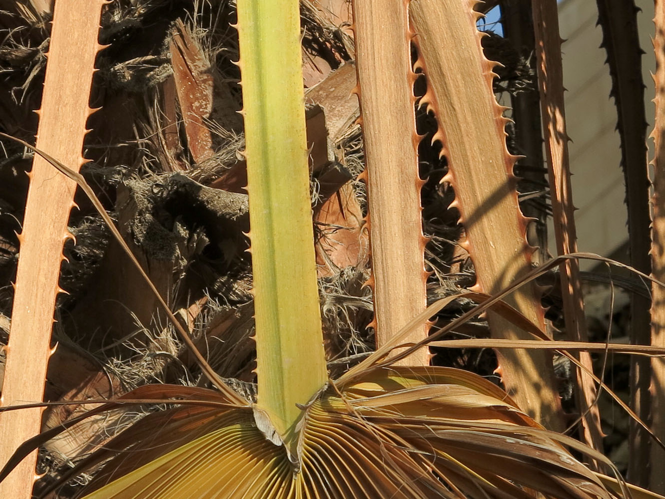 Image of Washingtonia robusta specimen.