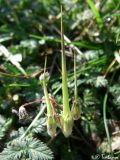 Erodium cicutarium