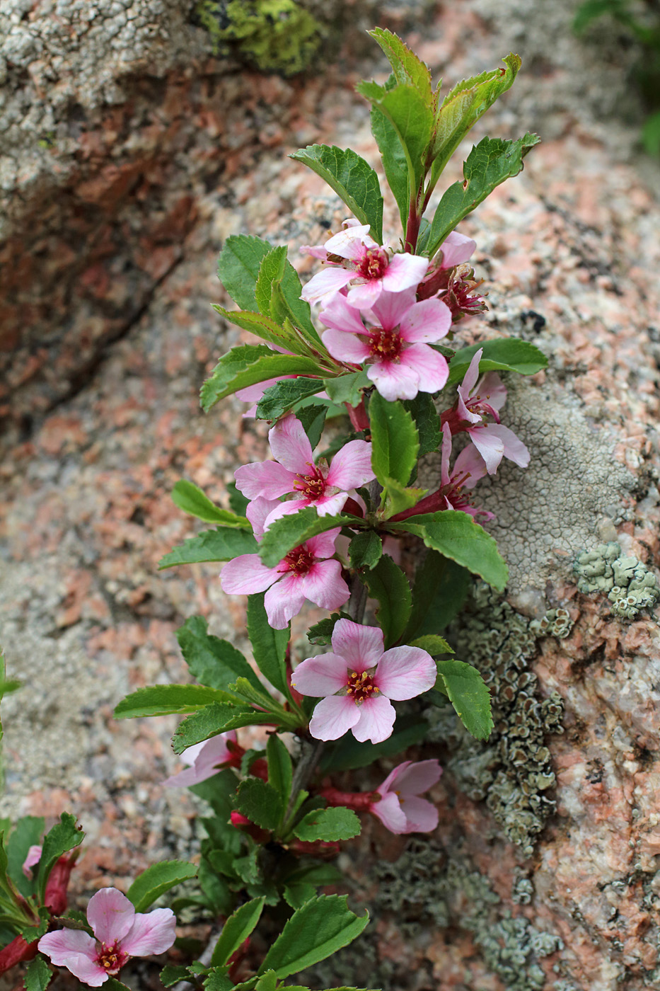 Изображение особи Cerasus tianshanica.