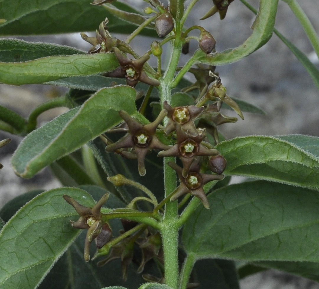 Image of Vincetoxicum fuscatum specimen.