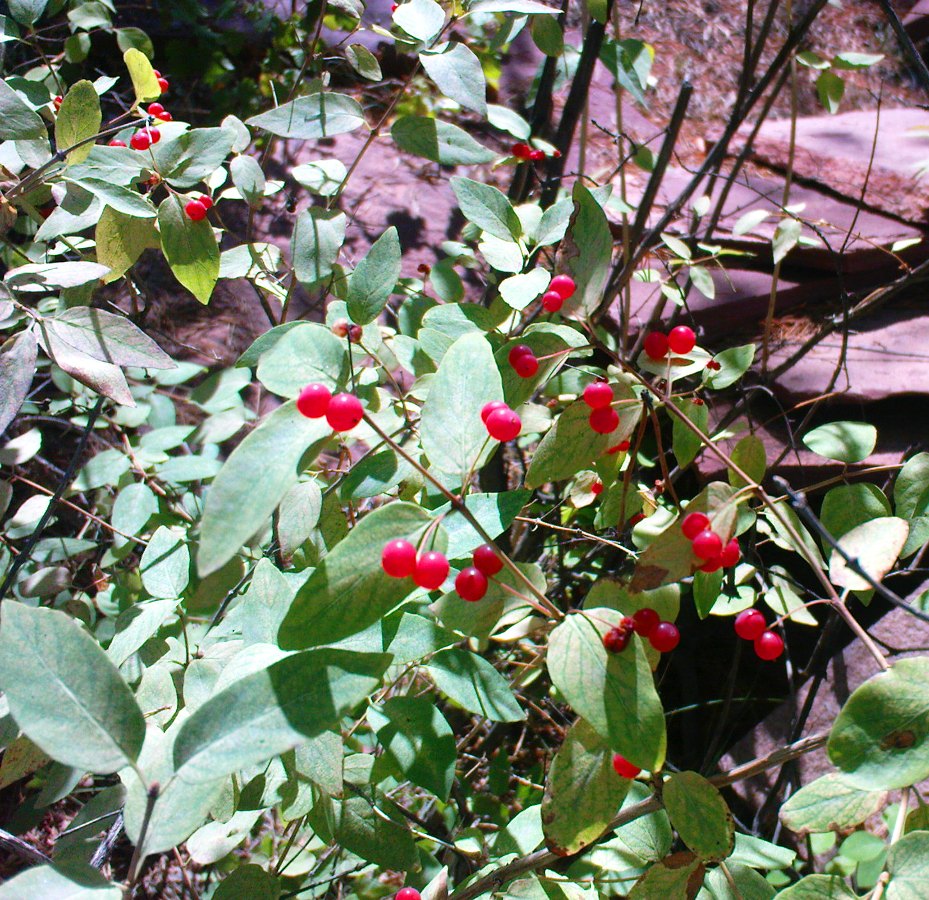 Изображение особи Lonicera tatarica.