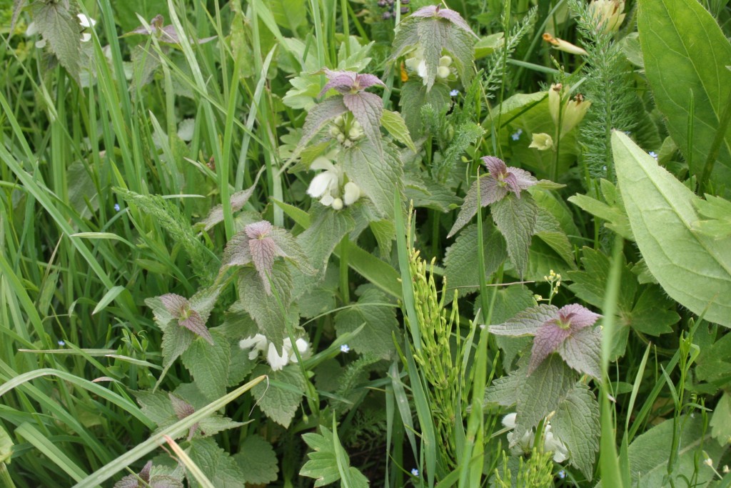 Image of Lamium album specimen.