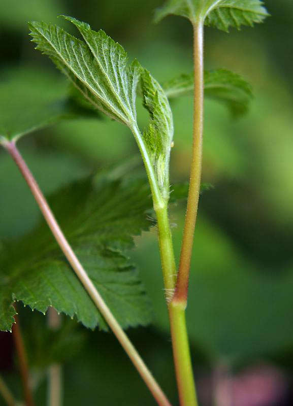 Image of Ribes scandicum specimen.