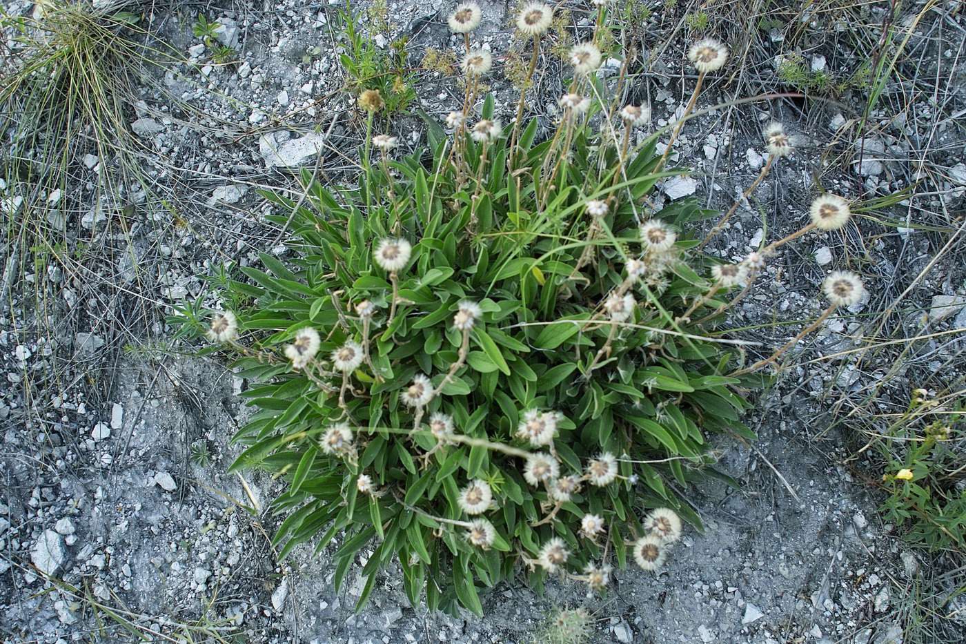 Image of Aster alpinus specimen.