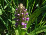 Dactylorhiza incarnata