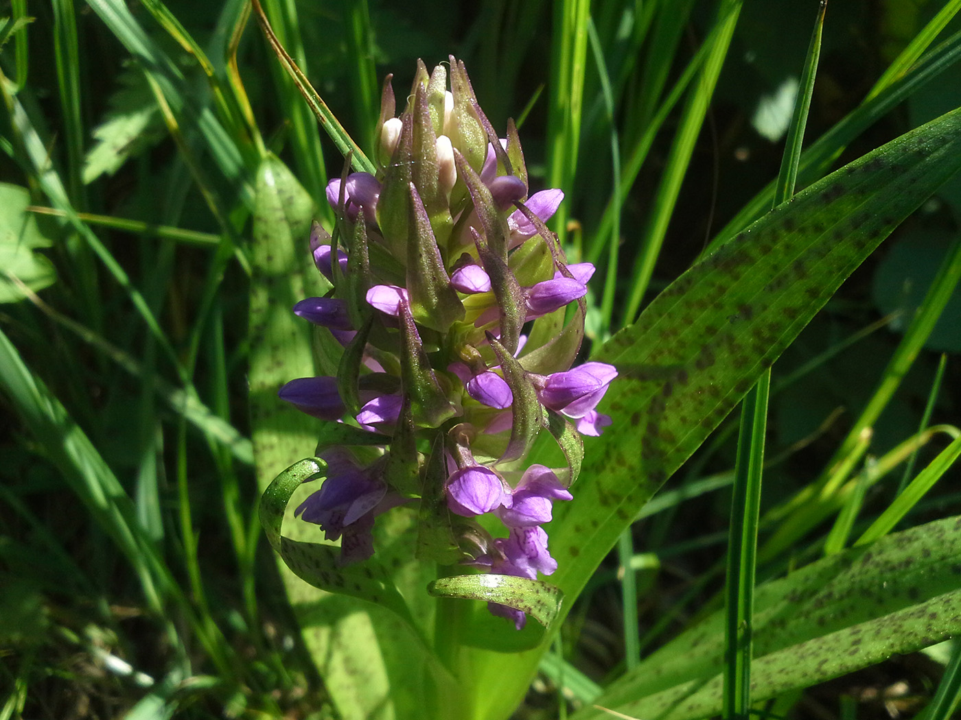 Изображение особи Dactylorhiza incarnata.