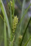 Carex hirta