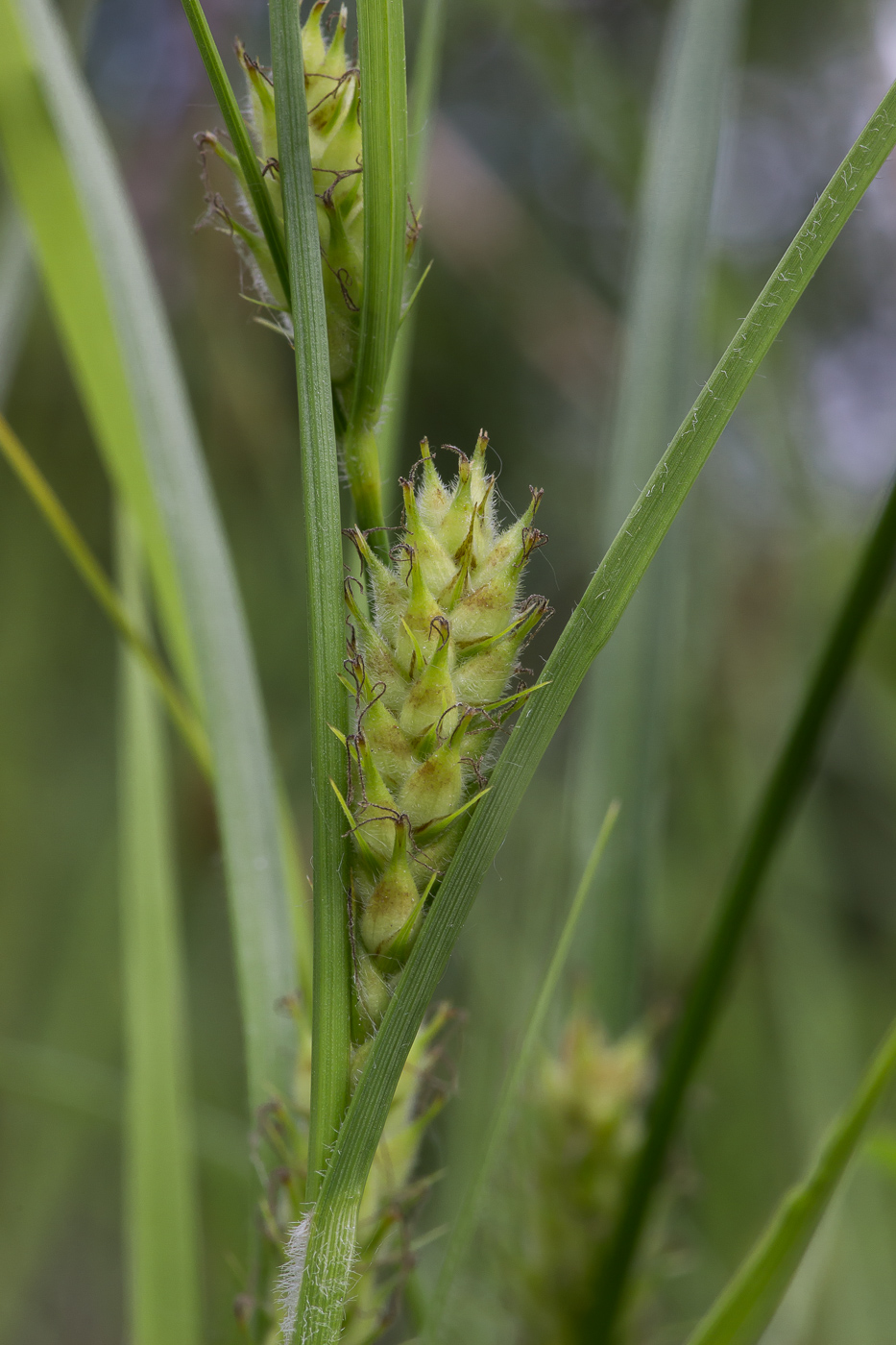 Изображение особи Carex hirta.