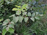Reynoutria × bohemica