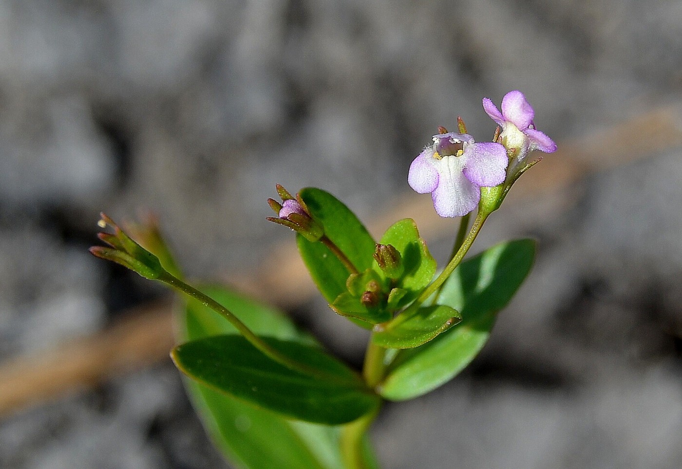 Изображение особи Lindernia procumbens.