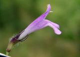 Clinopodium caucasicum