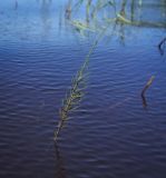 Equisetum fluviatile. Верхушка побега. Пермский край, Оханский р-н, Тулумбаихинское сельское поселение, Кунчурихинский бор, Воткинское водохранилище, протока. 02.07.2016.