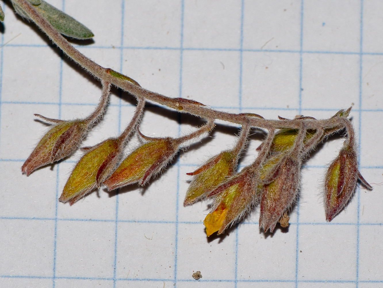 Image of Helianthemum kahiricum specimen.