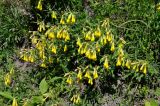 Onosma caucasica