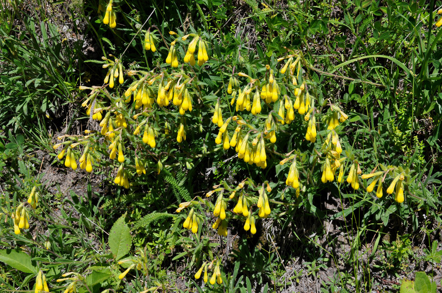 Image of Onosma caucasica specimen.