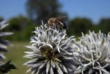 Echinops sphaerocephalus