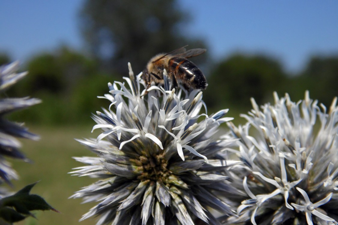 Изображение особи Echinops sphaerocephalus.