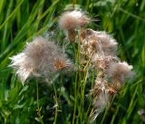Cirsium setosum. Верхушки плодоносящего растения. Московская обл., Раменский р-н, окр. ж.-д. платформы Хрипань, просека под ЛЭП. 10.08.2016.