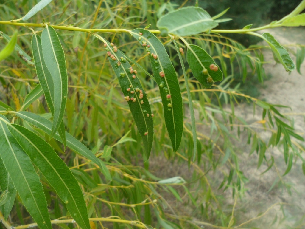 Image of Salix acutifolia specimen.