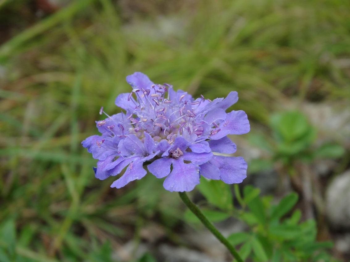 Image of Scabiosa lachnophylla specimen.