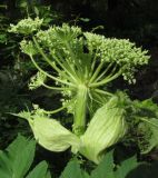 Heracleum dissectum. Молодое соцветие и присоцветные листья. Красноярский край, парк \"Ергаки\", окр. базы Тушканчик, субальпийское кедрово-пихтово-еловое редколесье. 19.07.2016.