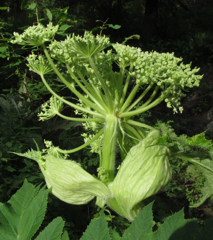 Изображение особи Heracleum dissectum.