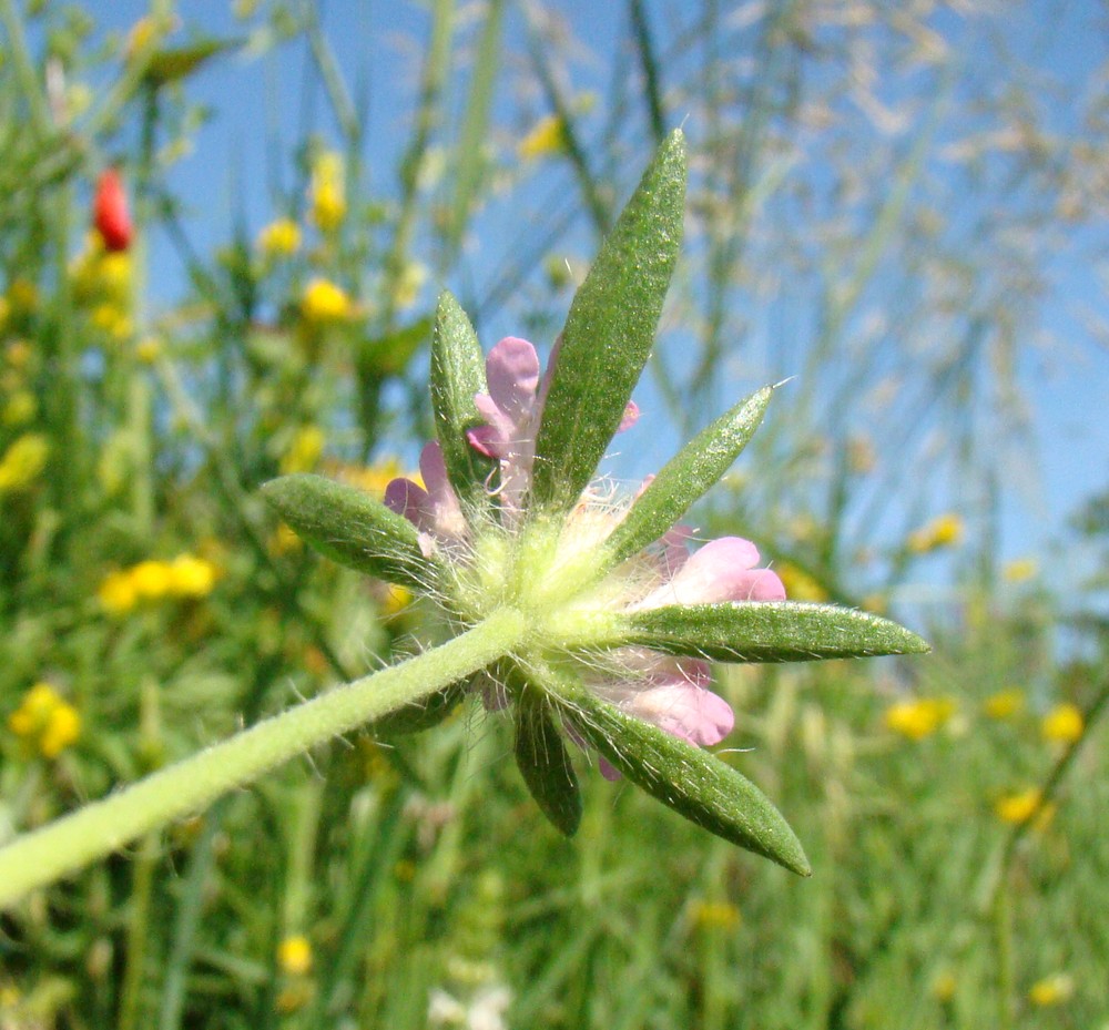 Image of Lomelosia micrantha specimen.