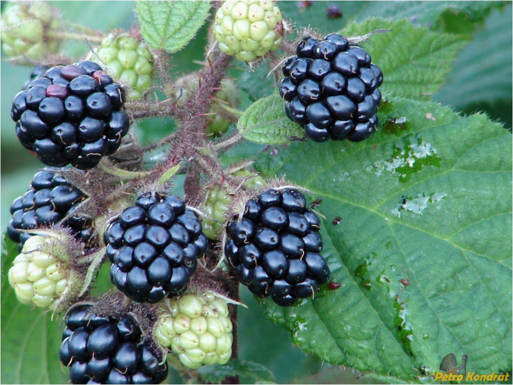 Image of genus Rubus specimen.