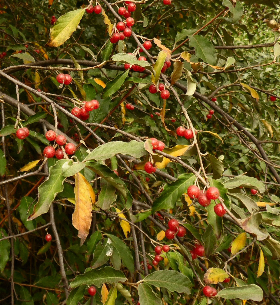 Изображение особи Elaeagnus umbellata.