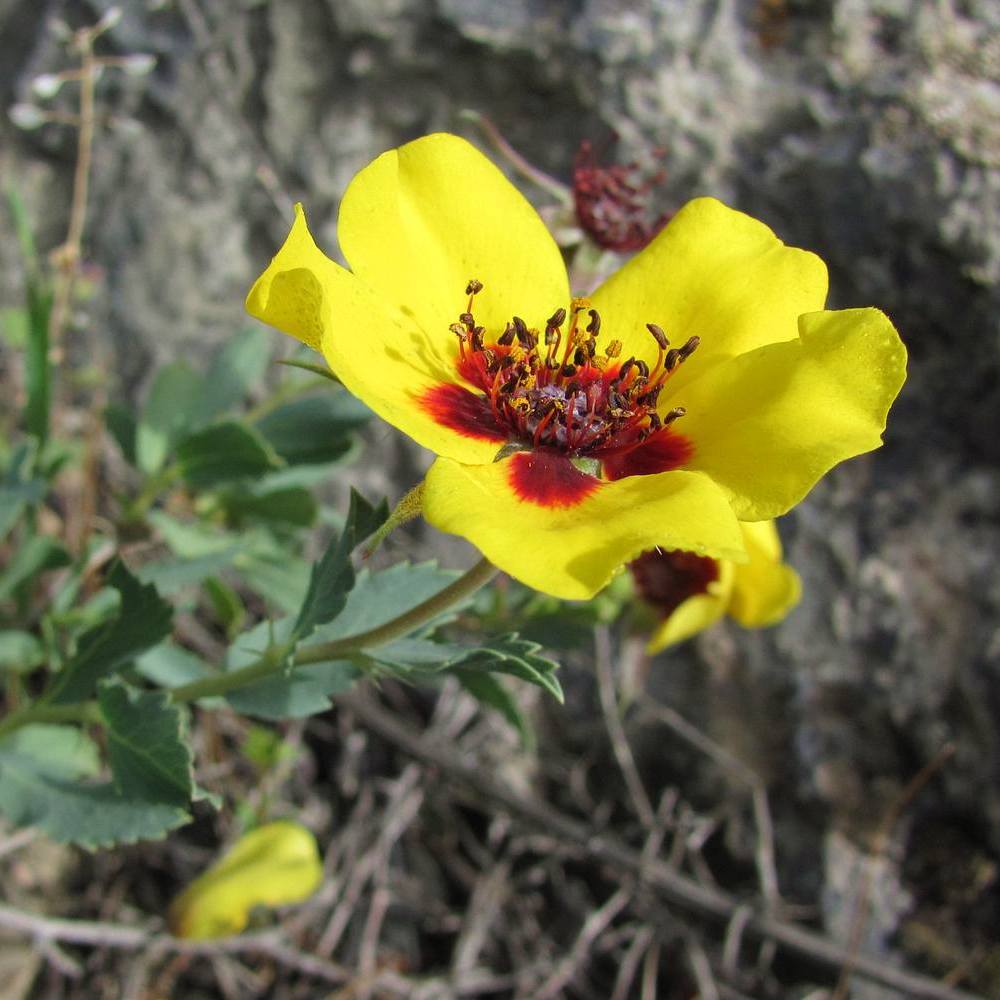 Image of Rosa persica specimen.