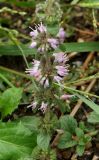 Mentha pulegium