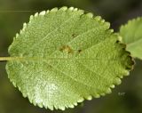 Betula divaricata