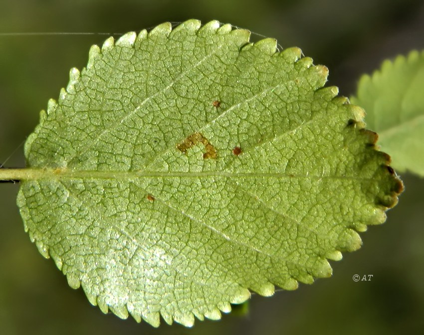 Image of Betula divaricata specimen.